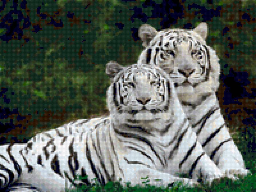 Белые тигры - тигры - предпросмотр