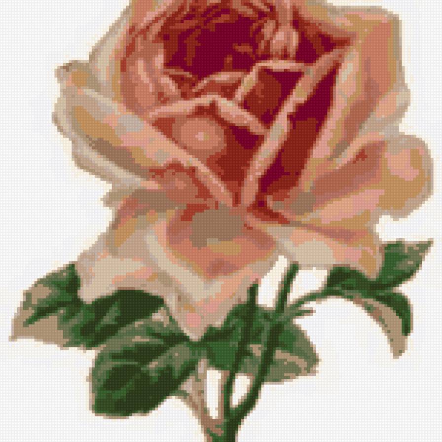 прелестная роза - предпросмотр