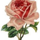 Схема вышивки «прелестная роза»
