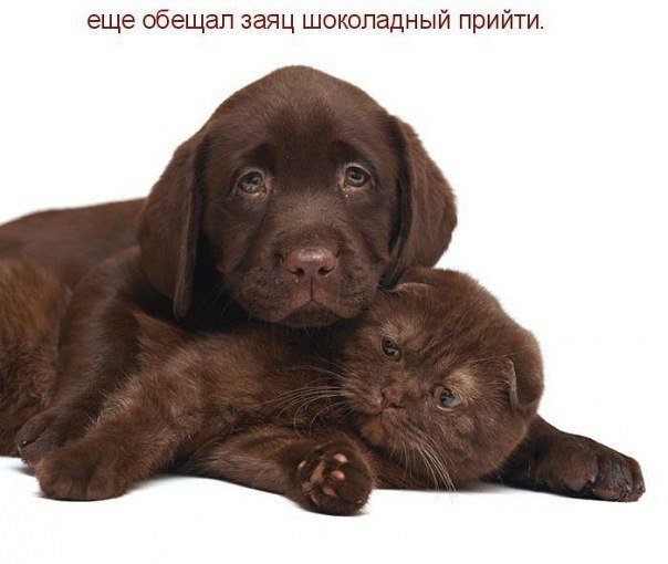 шоколад - щенок, котенок, животные - оригинал