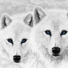 Волки белые