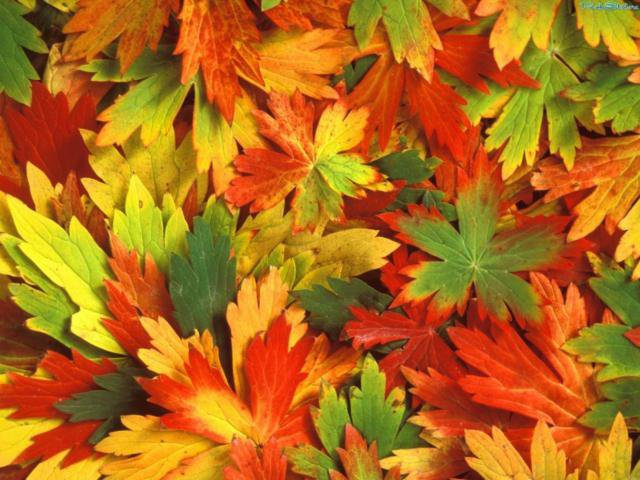 подушка - осень, листья, подушка - оригинал