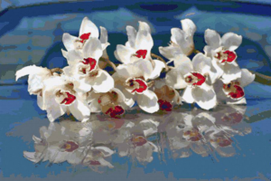 №61852 - цветы, орхидеи - предпросмотр