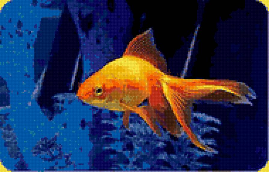 Золотая рыбка1 - рыбы, животные, вода, аквариум - предпросмотр