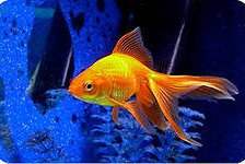 Золотая рыбка1