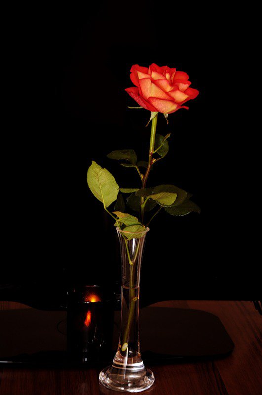 №62430 - розы, цветы, натюрморт, цветок, роза - оригинал