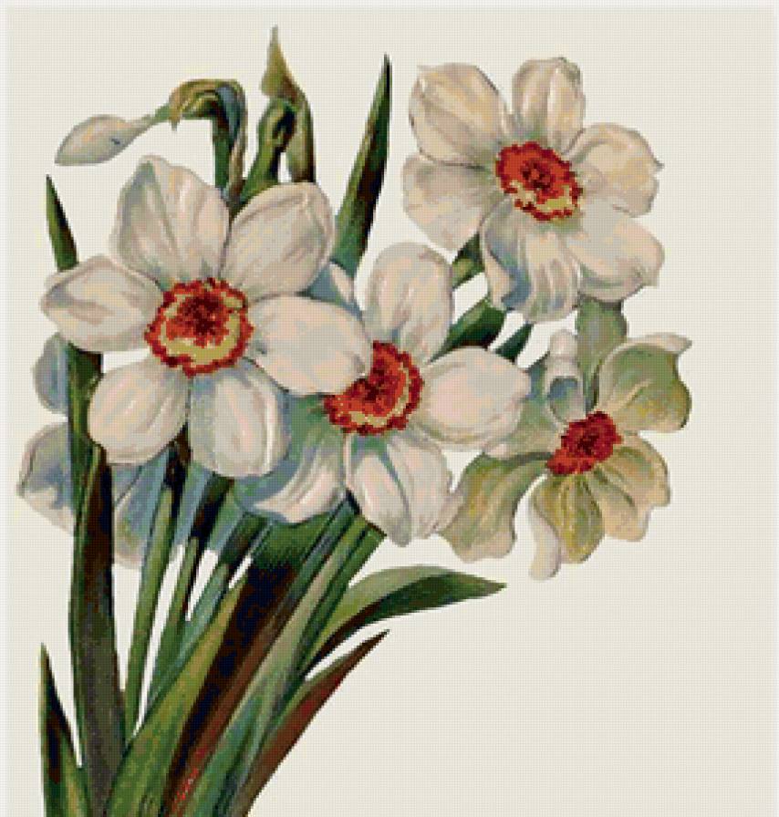 Нарцисы - цветы - предпросмотр