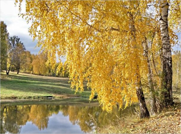 Золотые березы у реки - осень, березы, пейзаж, природа, река - оригинал