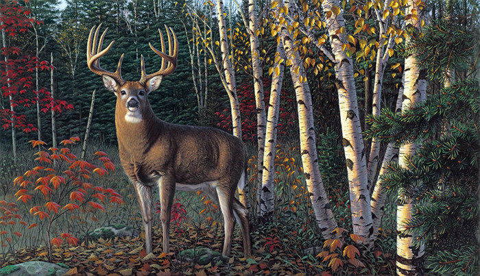 олень - картина, олени, животные, природа, лес, осень - оригинал