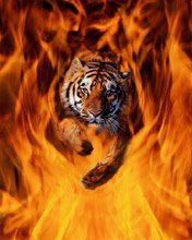 Схема вышивки «огненный тигр»