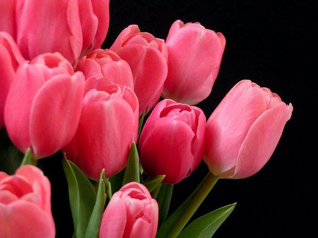 тюльпаны 2 - тюльпан, цветок, цветы - оригинал
