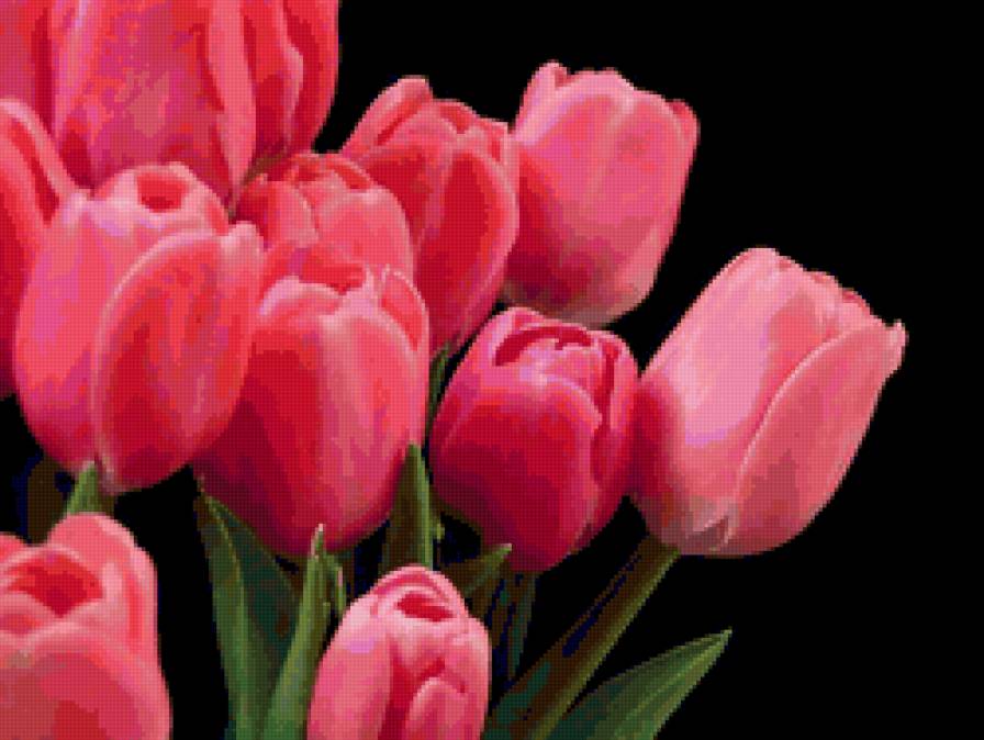 тюльпаны 2 - цветок, цветы, тюльпан - предпросмотр