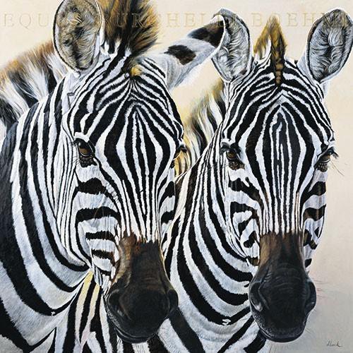 зебры - черно-белый, животные, зебра - оригинал