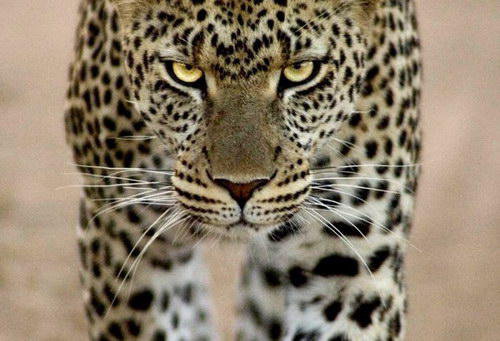 леопард 2 - черно-белый, кошки, животные, леопард - оригинал