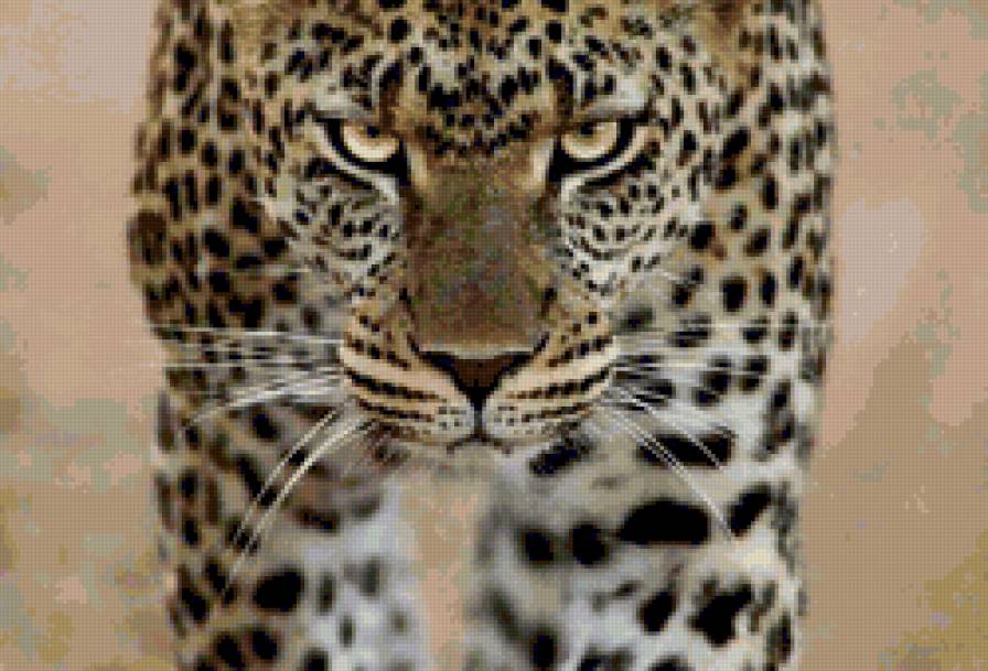 леопард 2 - кошки, черно-белый, леопард, животные - предпросмотр