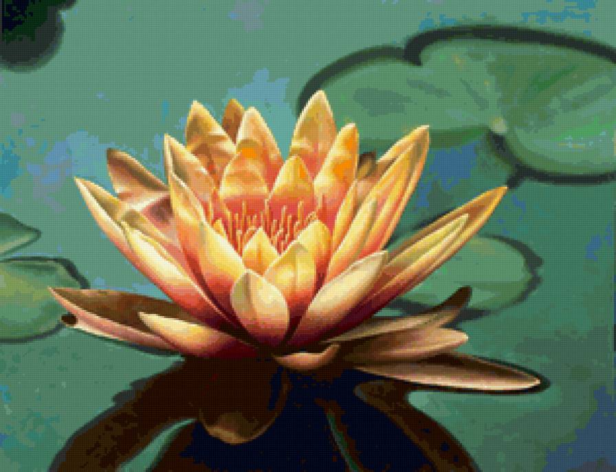 Лотос - цветы, вода, природа - предпросмотр