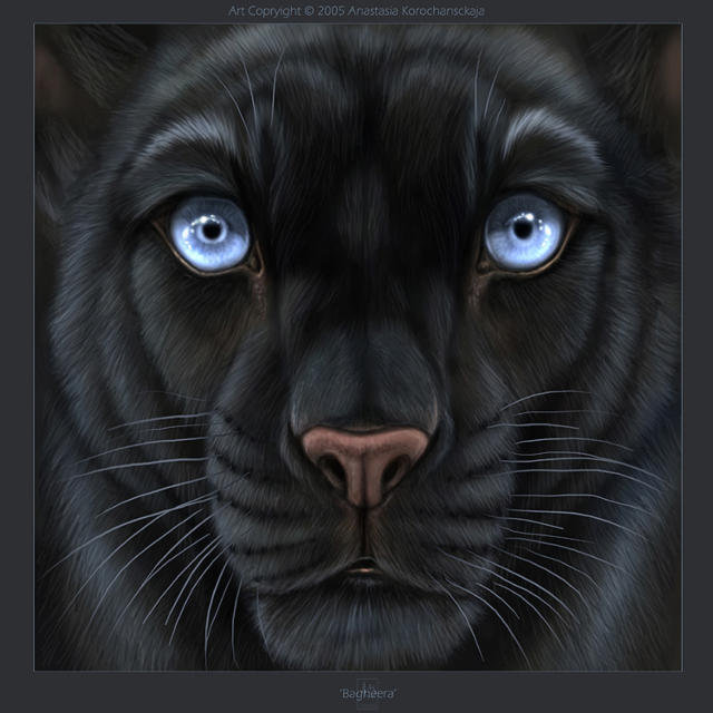 пантера - леопард, животные, черно-белый, кошки - оригинал