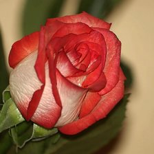 Оригинал схемы вышивки «роза» (№64835)