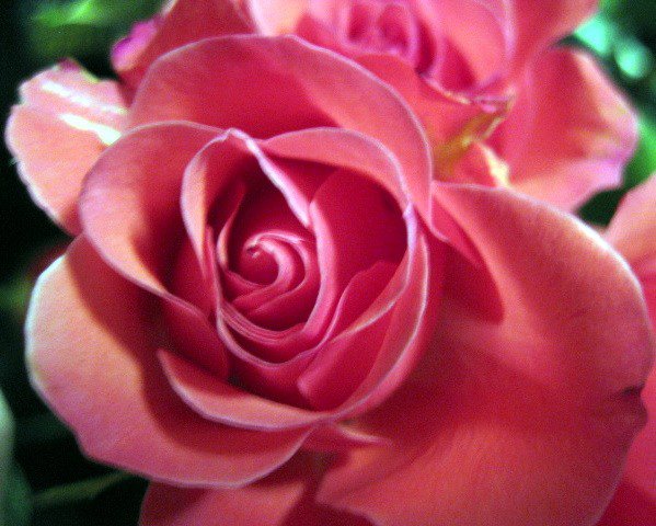 роза - роза, цветок, цветы, розы - оригинал