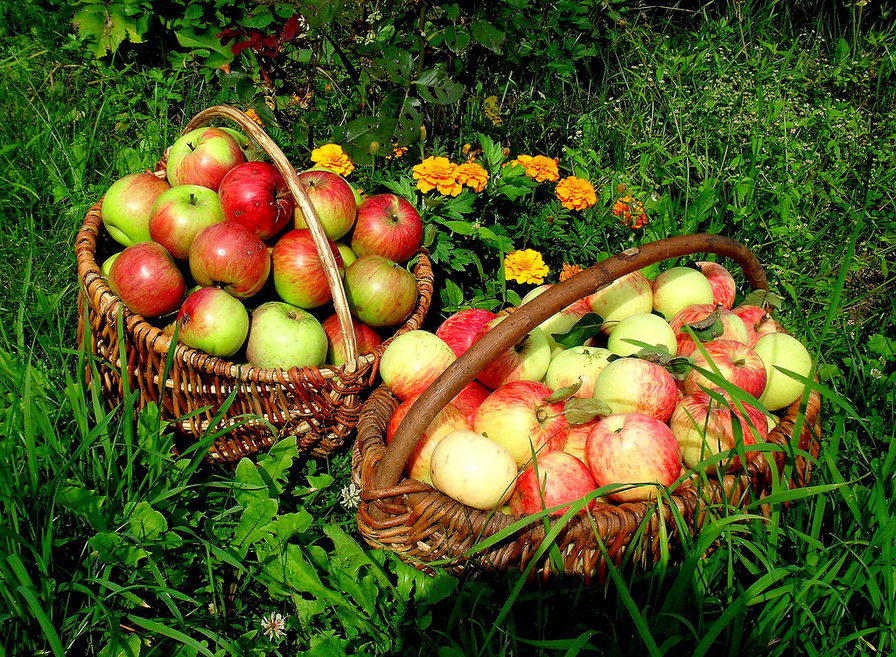 яблочки - яблоки, корзины, фрукты, цветы, натюрморт - оригинал