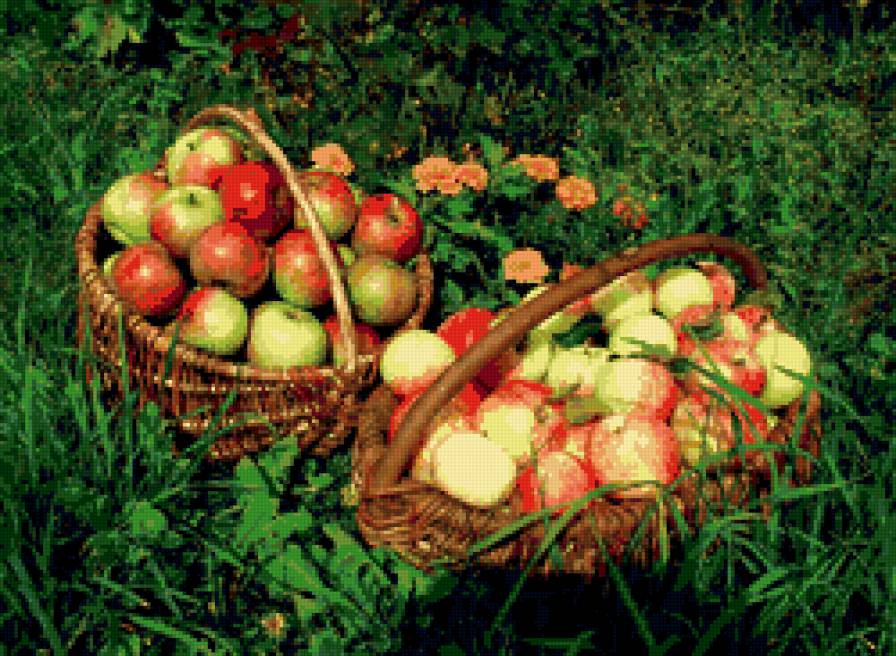 яблочки - фрукты, яблоки, натюрморт, корзины, цветы - предпросмотр