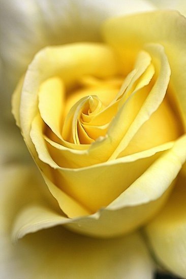 №65192 - цветы, роза, желтый - оригинал