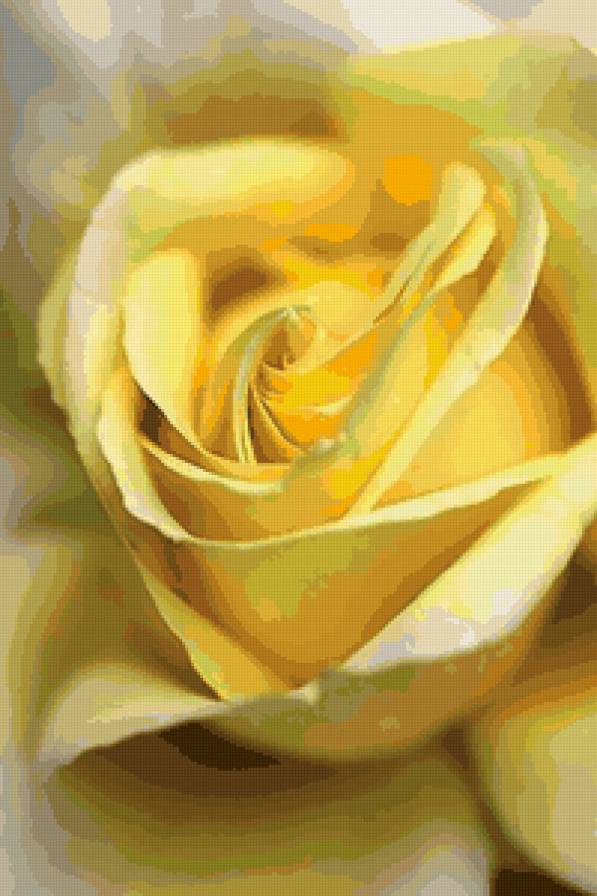 №65192 - цветы, желтый, роза - предпросмотр