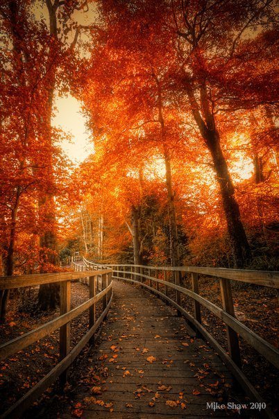Осенняя дорога - лес, тропа, осень - оригинал
