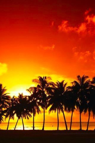 Пальмовый закат - пальмы, лето, закат - оригинал