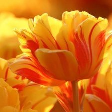 Солнечный тюльпан