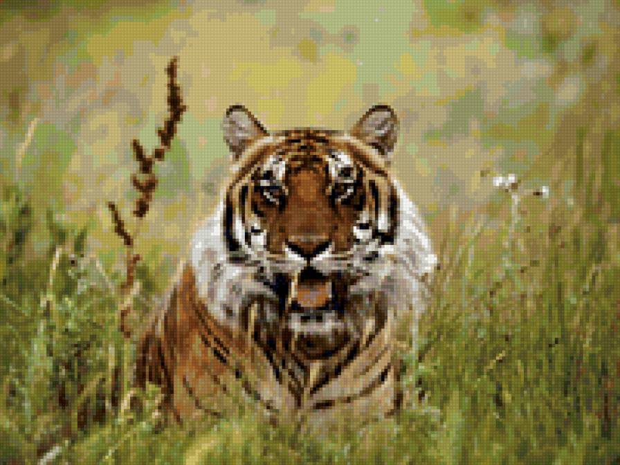 тигр - кошки, тигры, природа, животные - предпросмотр