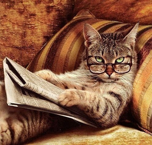 кот на диване с газетой - кот, диван, очки, умный, газета - оригинал