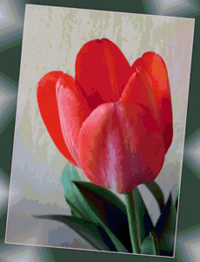 тюльпан - тюльпаны, цветок, цветы - предпросмотр