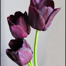 Оригинал схемы вышивки «тюльпаны» (№66764)