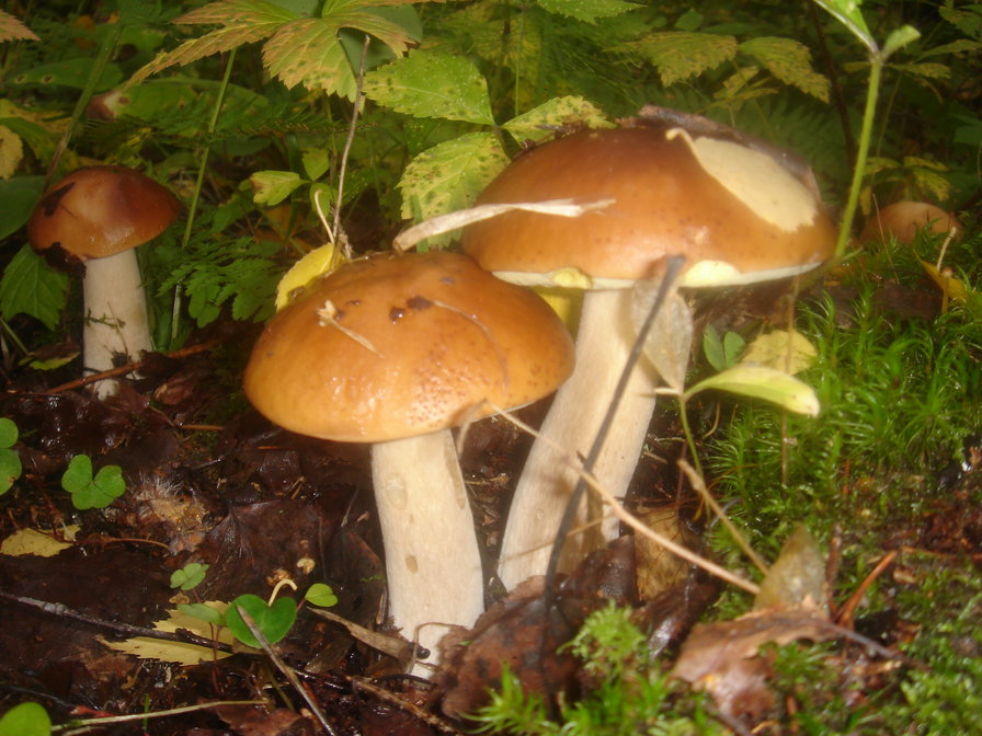 Грибочки - грибы, грибная пора, осень - оригинал