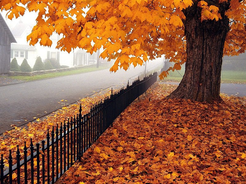 Осень - пейзаж, листья, осень, природа - оригинал