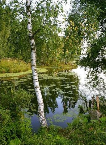 Русская природа - природа, пейзаж, вода, река, лес - оригинал