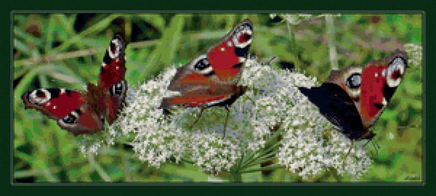 Три бабочки - цветы, животные, природа - предпросмотр