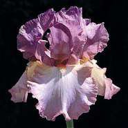 iris - цветы, ирисы - оригинал