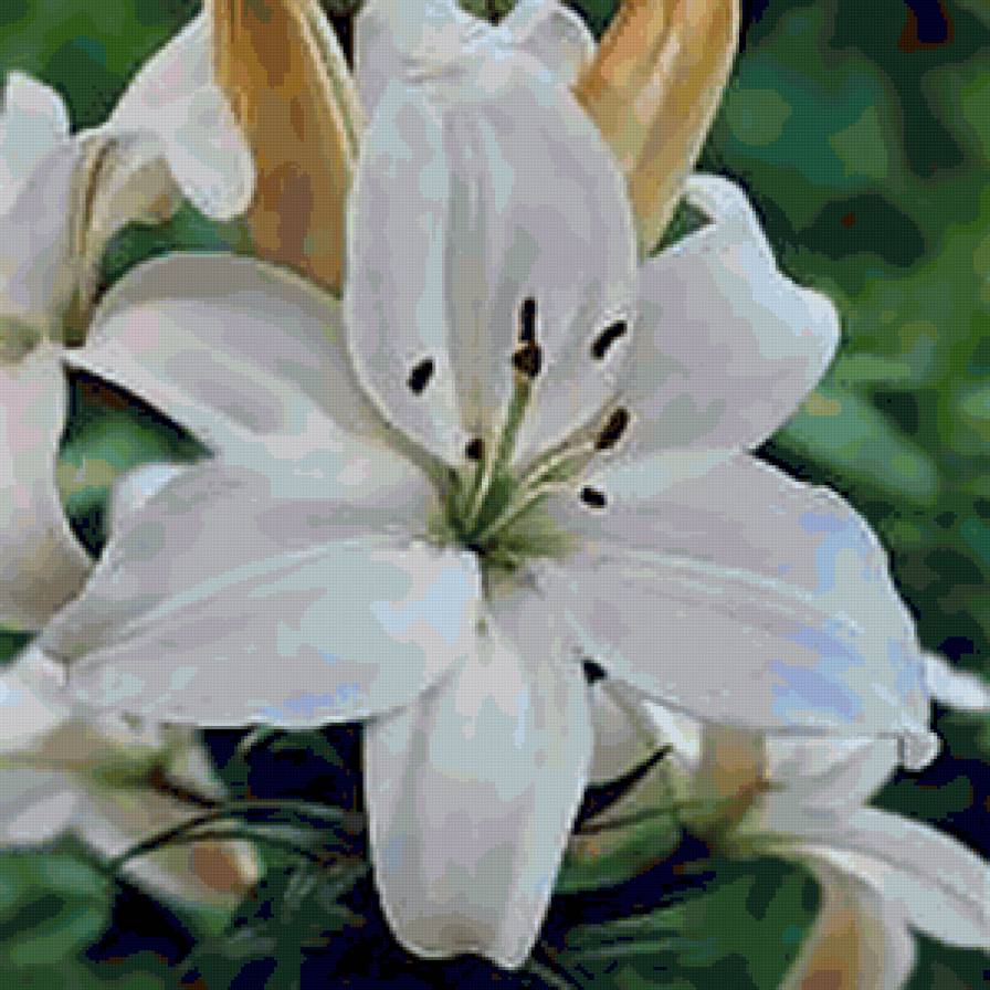 liliya - цветы, лилия - предпросмотр