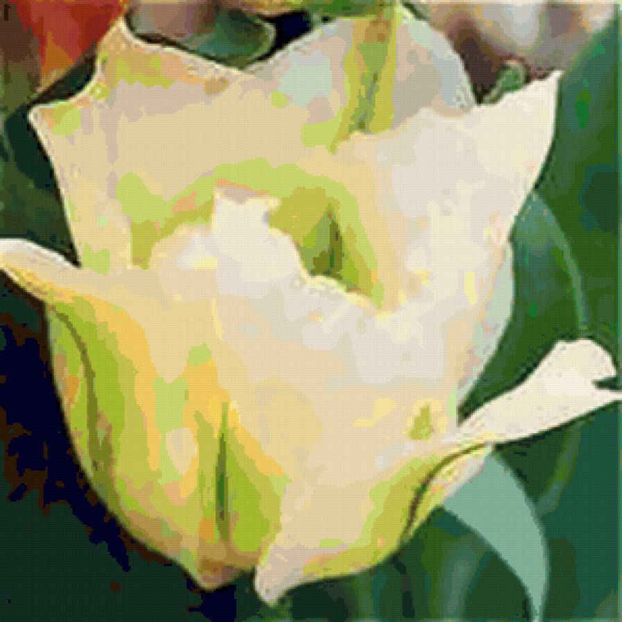 tul'pan - тюльпаны, цветы - предпросмотр