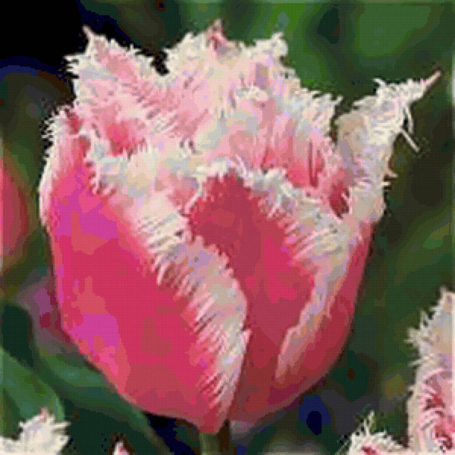 tul'pan2 - тюльпаны, цветы - предпросмотр