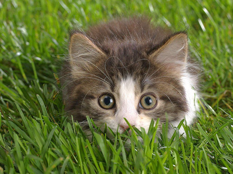 Котёнок в траве - котенок, кошки, кот - оригинал