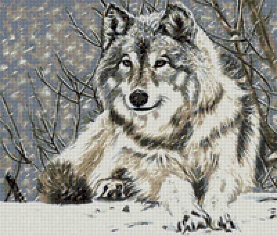 Одинокий волк - волк, животные - предпросмотр