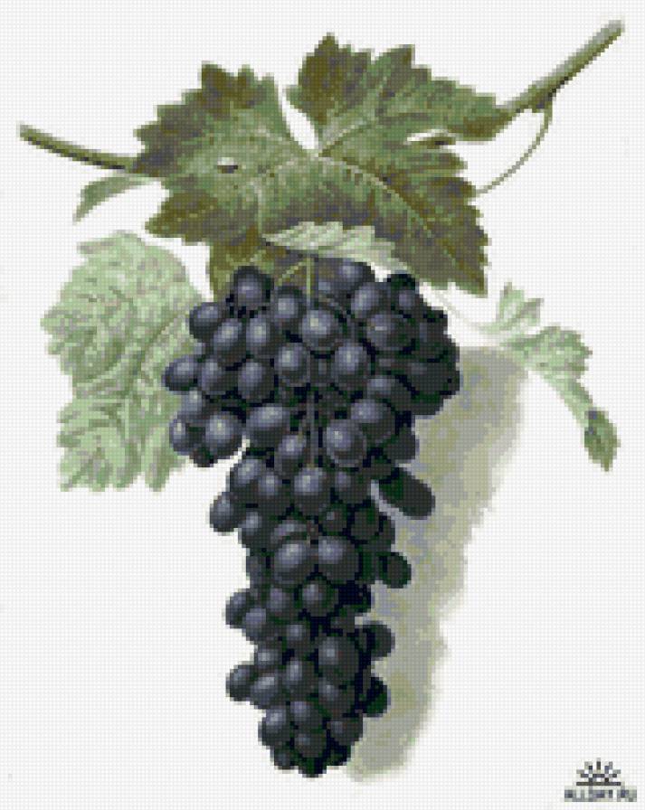 черный виноград - фрукты, виноград - предпросмотр