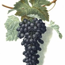 Оригинал схемы вышивки «черный виноград» (№68079)