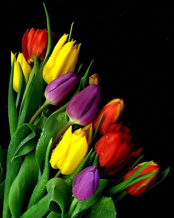 букет тюльпанов - цветы, тюльпаны - оригинал