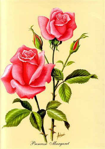 розочки - розы, цветы - оригинал