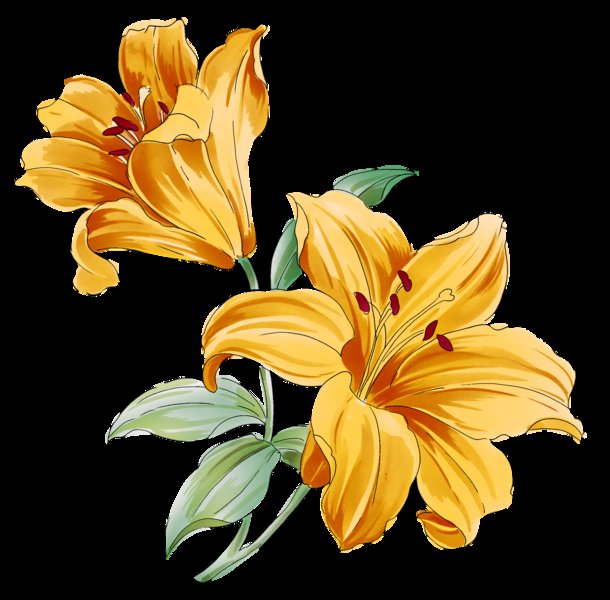 желтые лилии - лилия, цветы - оригинал