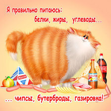 котик